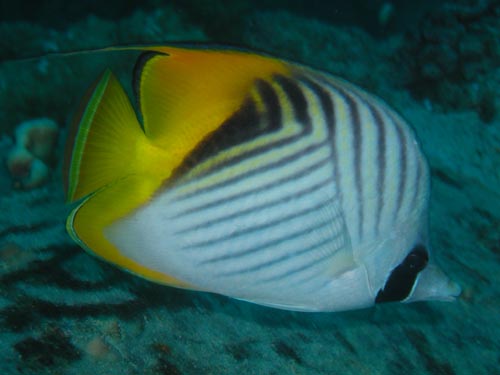 threadfin butterfly fish.jpg